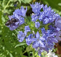 Megachile