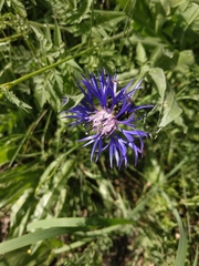 Centaurea nigrofimbria