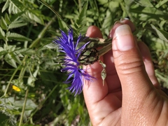 Centaurea nigrofimbria