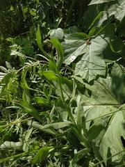 Centaurea nigrofimbria