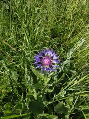 Centaurea nigrofimbria