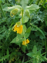 Rhynchocorys orientalis