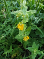 Rhynchocorys orientalis