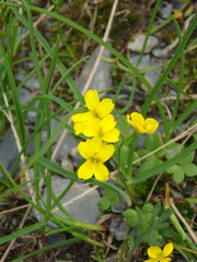 Draba scabra