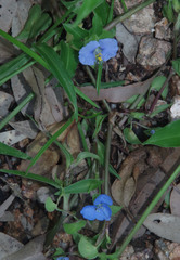 Commelina ensifolia
