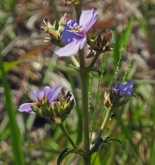 Chaetogastra gracilis