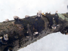 Hydnoporia diffissa