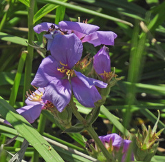 Chaetogastra gracilis