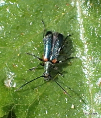 Grammoptera militaris