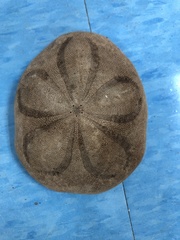 Clypeaster