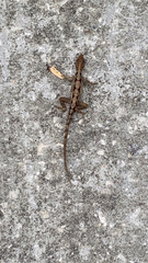 Anolis sagrei