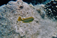 Plectorhinchus gaterinus