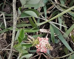 Indigofera spicata