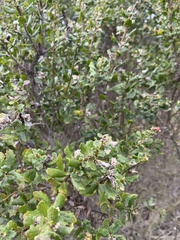 Baccharis pilularis consanguinea