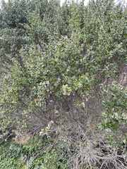 Baccharis pilularis consanguinea