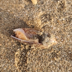 Oliva mustelina