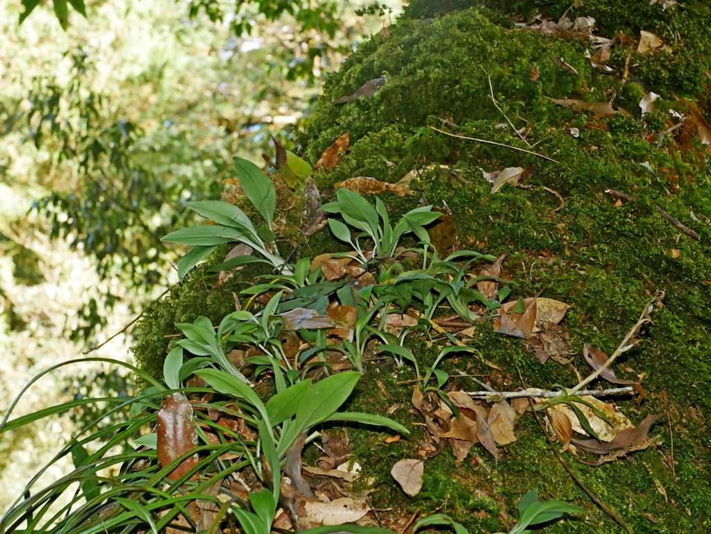 Goodyera robusta