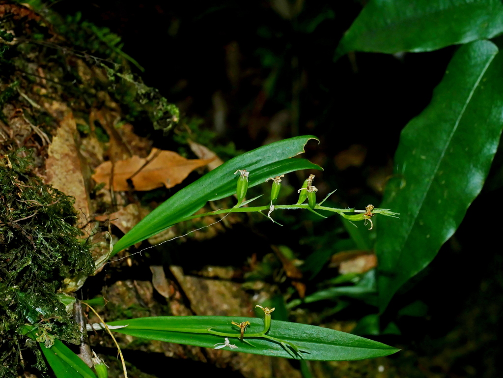 Liparis laurisilvatica