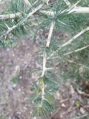 Asparagus albus