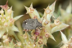 Holcostethus albipes