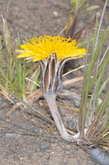 Hypochaeris hookeri