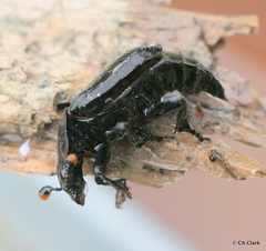 Nicrophorus nigrita