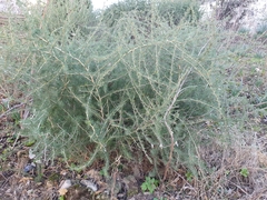 Asparagus albus