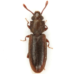 Nausibius major