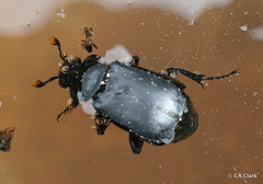 Nicrophorus nigrita