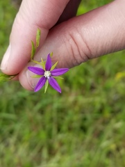Campanula floridana