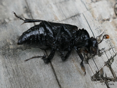 Nicrophorus nigrita