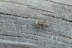Menemerus taeniatus