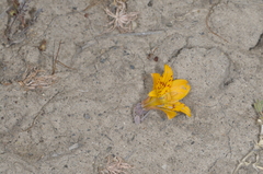 Alstroemeria patagonica