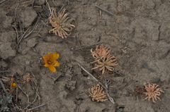 Alstroemeria patagonica
