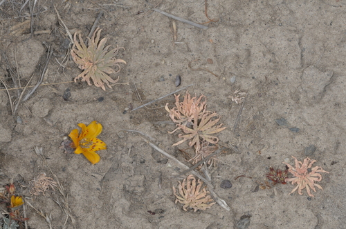 Image of Alstroemeria patagonica by (c) aacocucci, some rights reserved (CC BY)