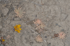Alstroemeria patagonica