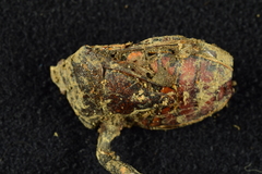 Ophiocordyceps nutans