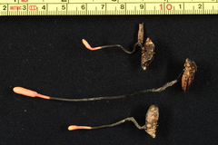 Ophiocordyceps nutans