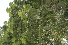 Sterculia foetida
