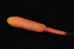 Ophiocordyceps nutans