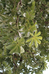 Sterculia foetida