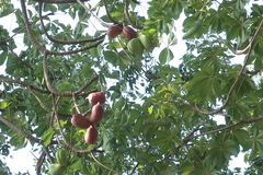 Sterculia foetida