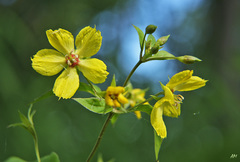 Lysimachia ciliata
