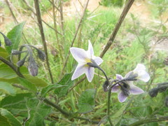 Solanum furcatum