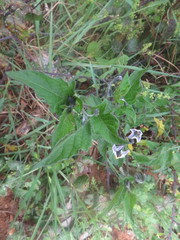 Solanum furcatum