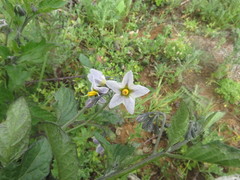 Solanum furcatum