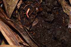 Ophiocordyceps nutans