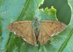 Telegonus