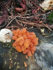 Flammulina velutipes
