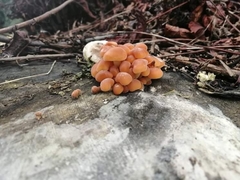 Flammulina velutipes